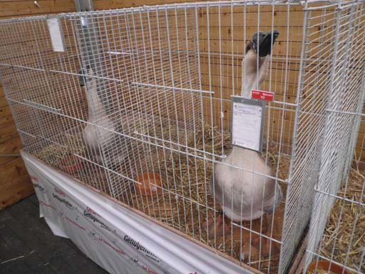 Kleintierschau 2011