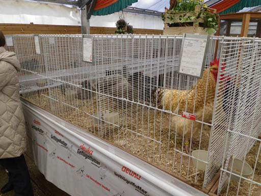 Kleintierschau 2011