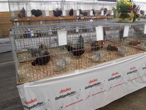 Kleintierschau 2011