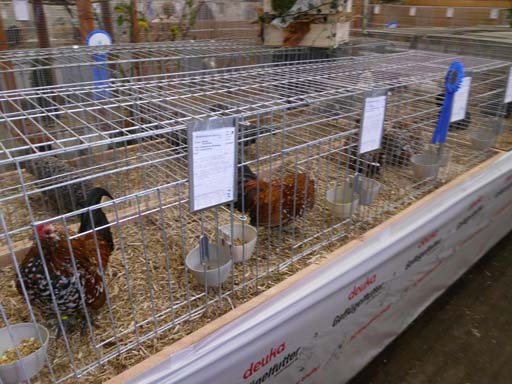 Kleintierschau 2011