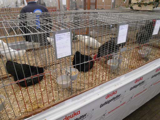 Kleintierschau 2011