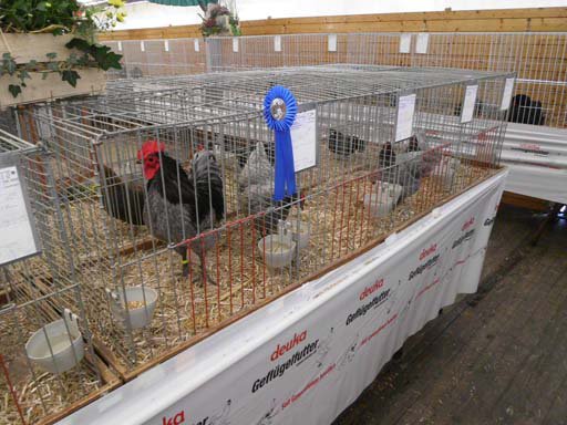 Kleintierschau 2011