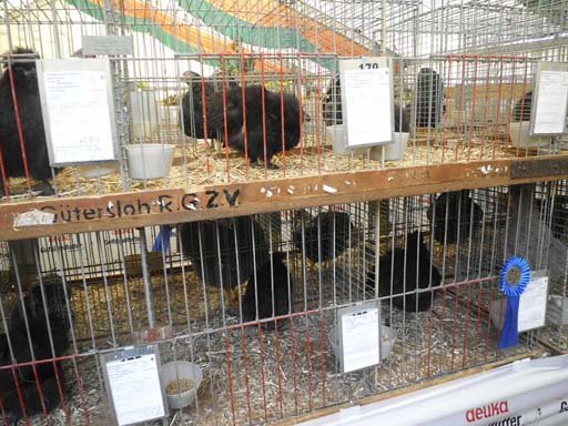 Kleintierschau 2011