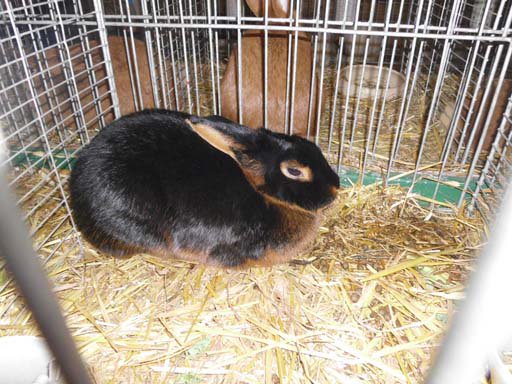 Kleintierschau 2011