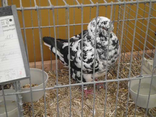 Kleintierschau 2011