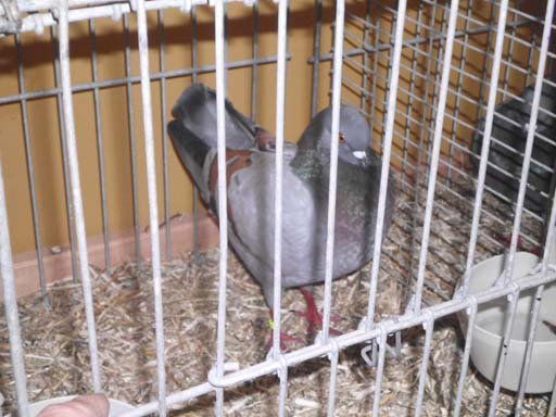 Kleintierschau 2011