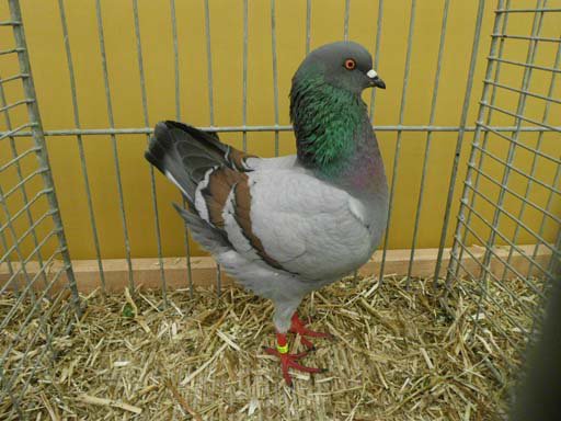 Kleintierschau 2011