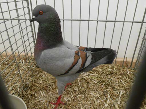 Kleintierschau 2011